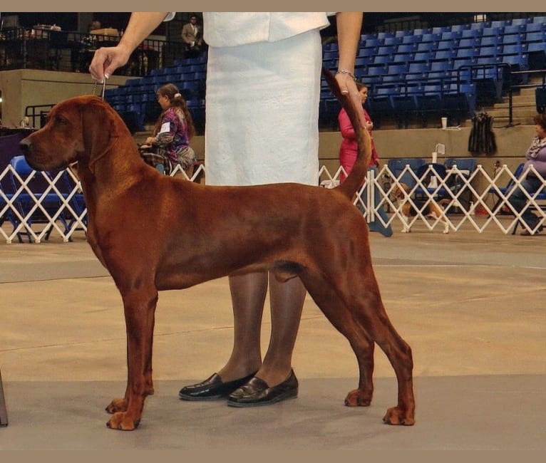GUNNER, a Redbone Coonhound tested with EmbarkVet.com