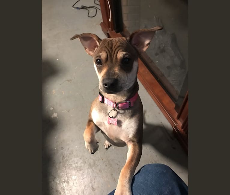 Photo of Coco, a Chihuahua, Miniature Schnauzer, Australian Cattle Dog, and Mixed mix in Texas, USA