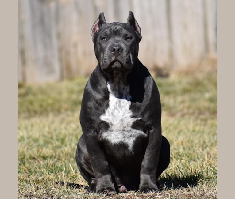 Sanctified Bullies Royce, an American Bully tested with EmbarkVet.com