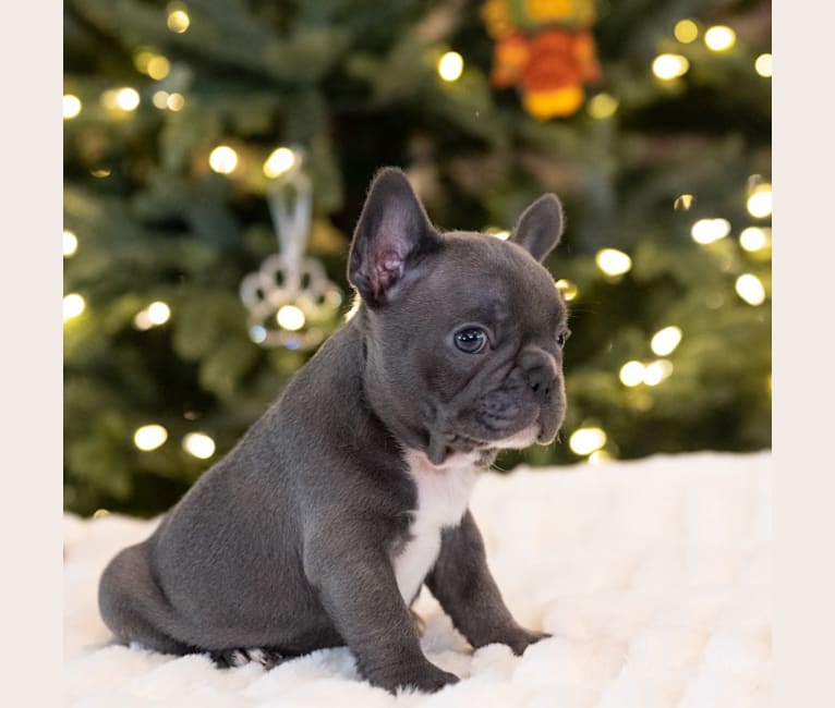 Photo of Draco, a French Bulldog  in Montgomery, TX, USA