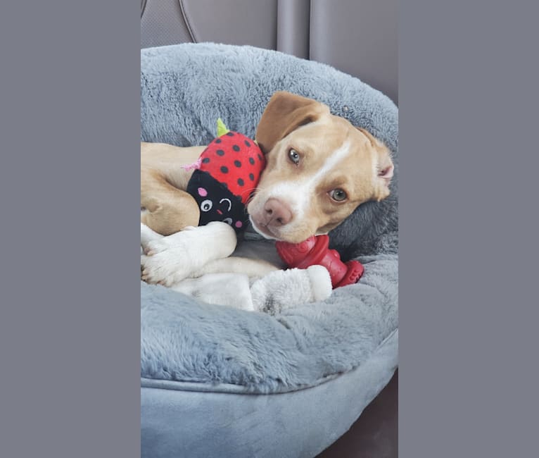 Photo of Lyra, a Chihuahua, Poodle (Small), American Pit Bull Terrier, and Mixed mix in San Diego, California, USA