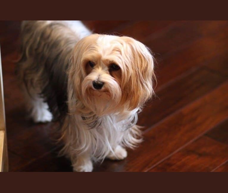 Oki, a Yorkshire Terrier tested with EmbarkVet.com