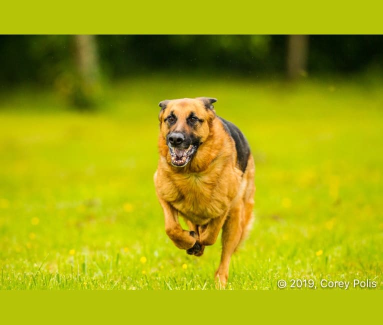 Aero, a German Shepherd Dog tested with EmbarkVet.com