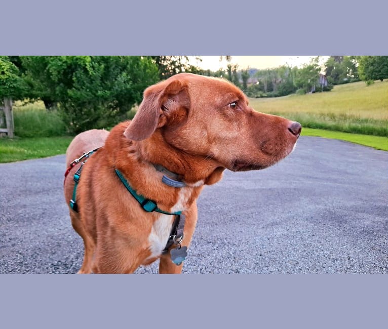 Freddy, a Siberian Husky and Bluetick Coonhound mix tested with EmbarkVet.com