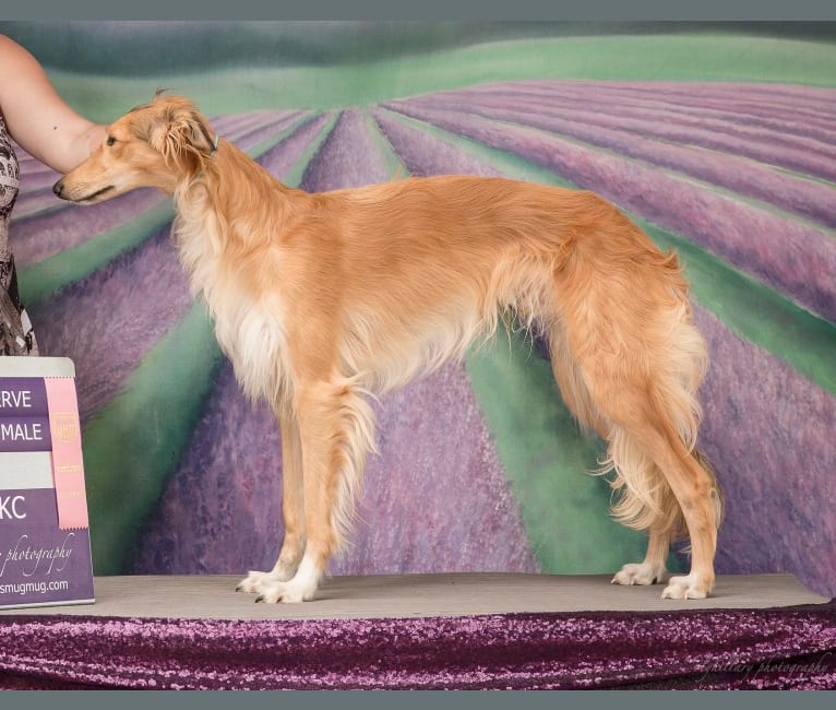 Photo of Dresden, a Silken Windhound  in Olympia, WA, USA