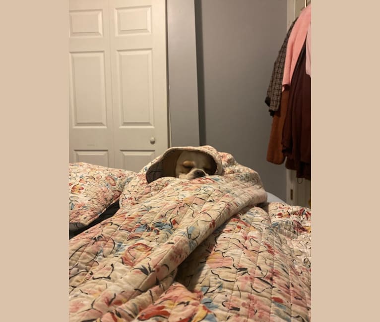 Honey, a Puggle tested with EmbarkVet.com