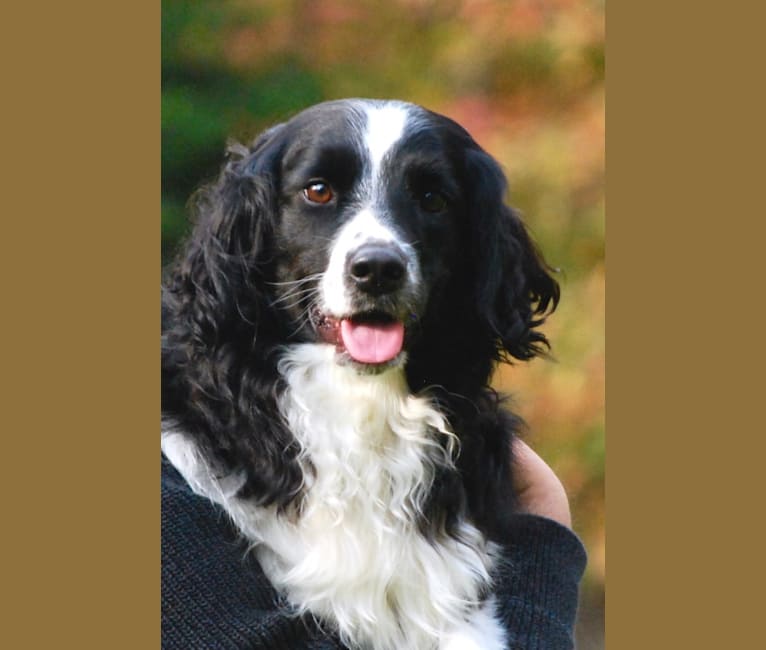 Pepé le Pew, a Miniature/MAS-type Australian Shepherd and English Springer Spaniel mix tested with EmbarkVet.com