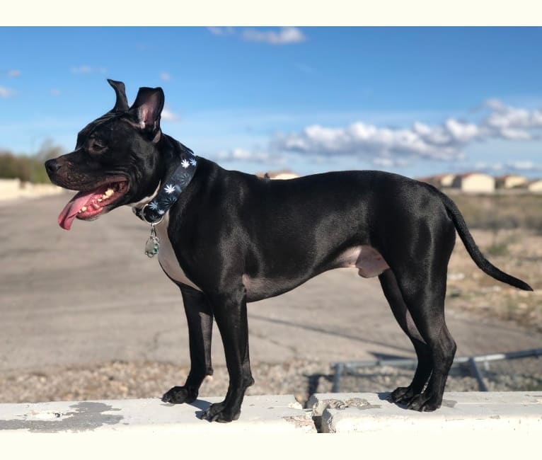 Mickey, an American Bully tested with EmbarkVet.com