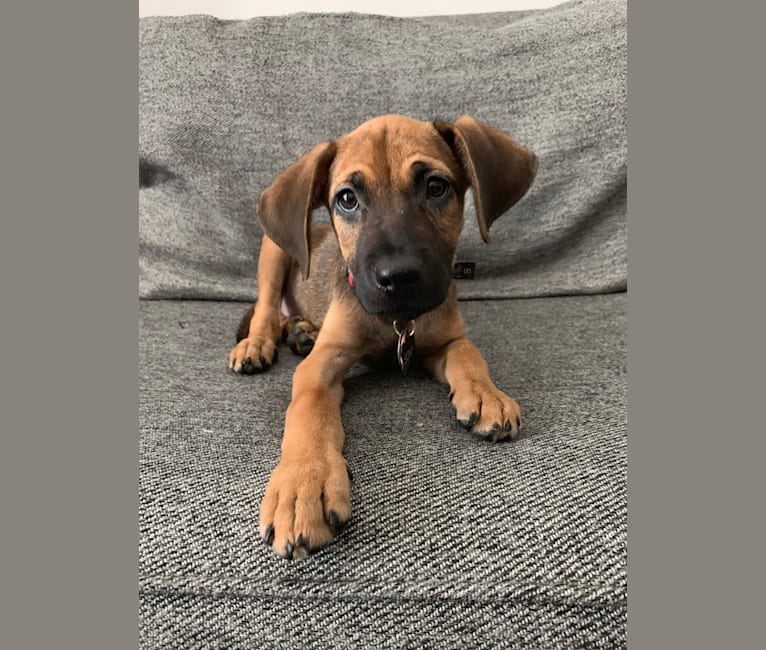 Sony Michel, a Miniature Schnauzer and Catahoula Leopard Dog mix tested with EmbarkVet.com