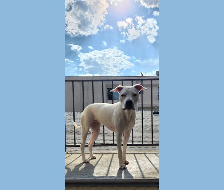 Nova, a Dogo Argentino tested with EmbarkVet.com