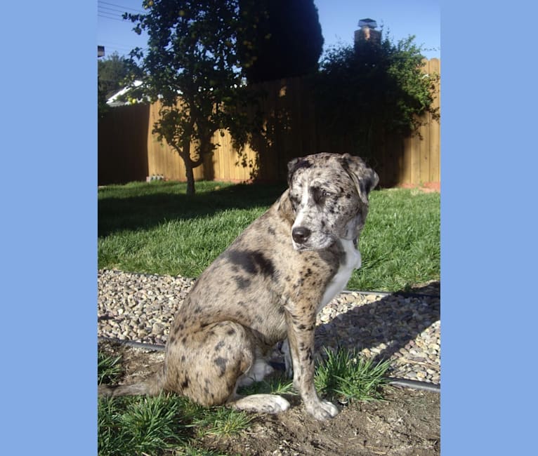 Bardi, a Labrador Retriever and American Pit Bull Terrier mix tested with EmbarkVet.com