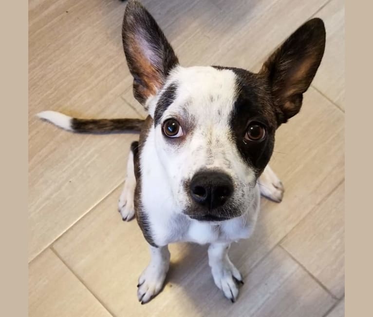 Rosco, a Boston Terrier and Border Collie mix tested with EmbarkVet.com