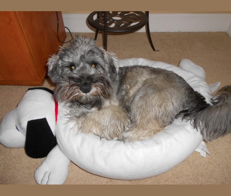 Snickers, a Miniature Schnauzer (7.5% unresolved) tested with EmbarkVet.com