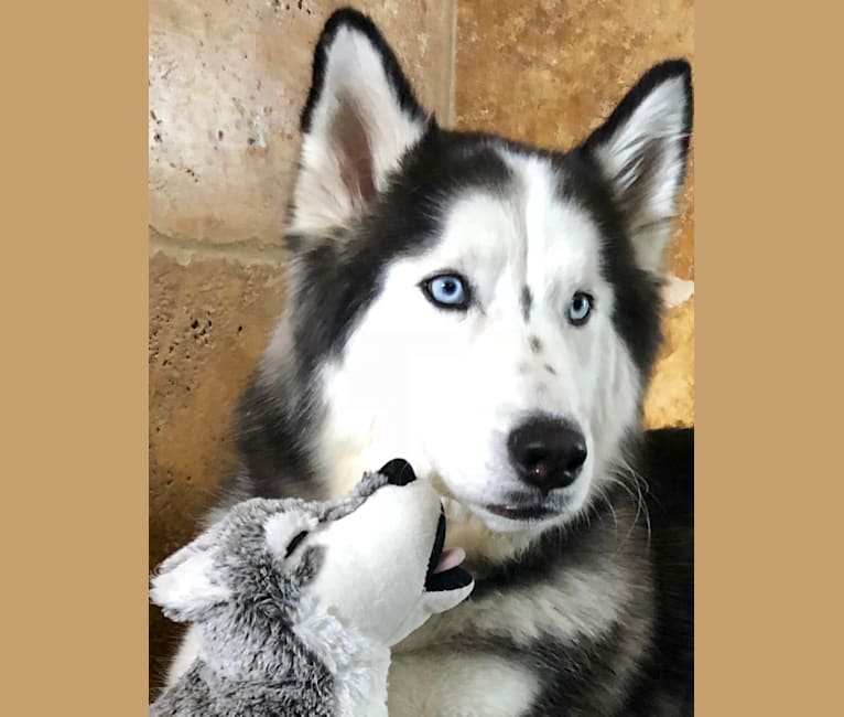 Dodger, a Siberian Husky tested with EmbarkVet.com