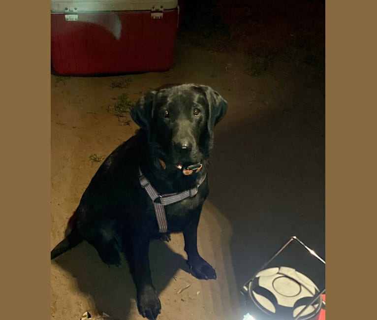 Athena, a Labrador Retriever tested with EmbarkVet.com