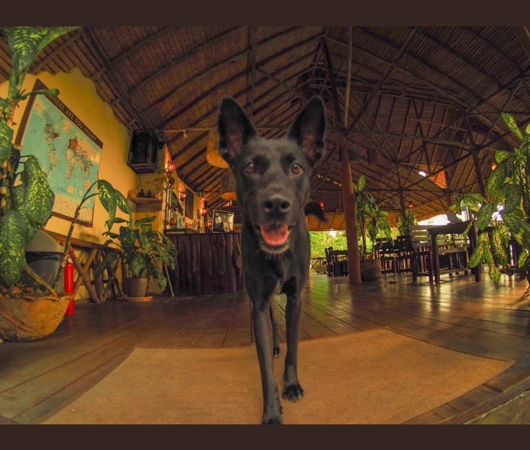 Chilli, a Southeast Asian Village Dog tested with EmbarkVet.com