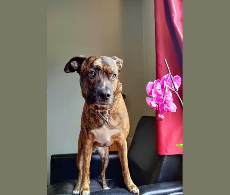 Photo of Atlas, an American Pit Bull Terrier (12.2% unresolved) in Florida, USA
