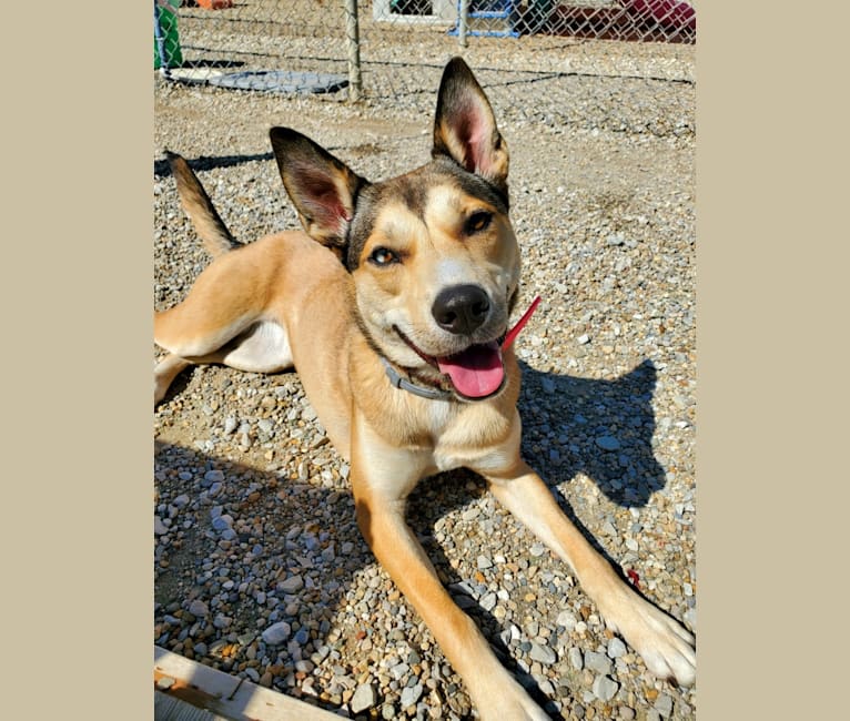 Kaia, a Siberian Husky and American Pit Bull Terrier mix tested with EmbarkVet.com