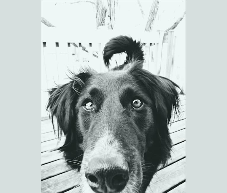 Zane, a Shetland Sheepdog and Labrador Retriever mix tested with EmbarkVet.com
