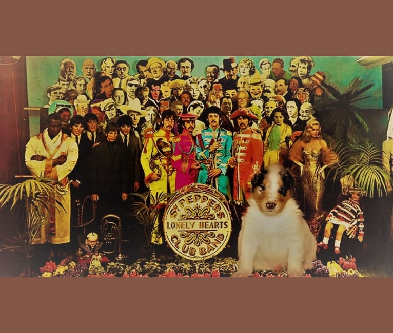 Harlequin Sgt. Pepper, a Collie tested with EmbarkVet.com