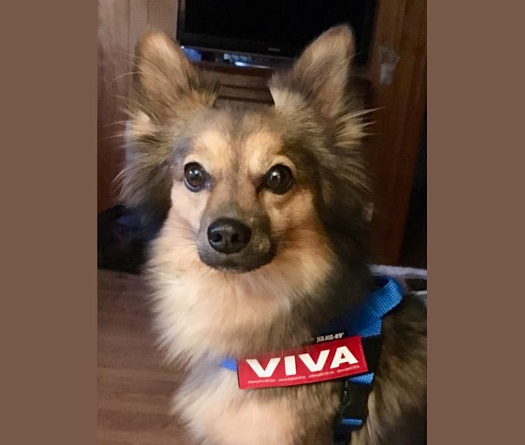 Viva, an American Eskimo Dog and Miniature Pinscher mix tested with EmbarkVet.com