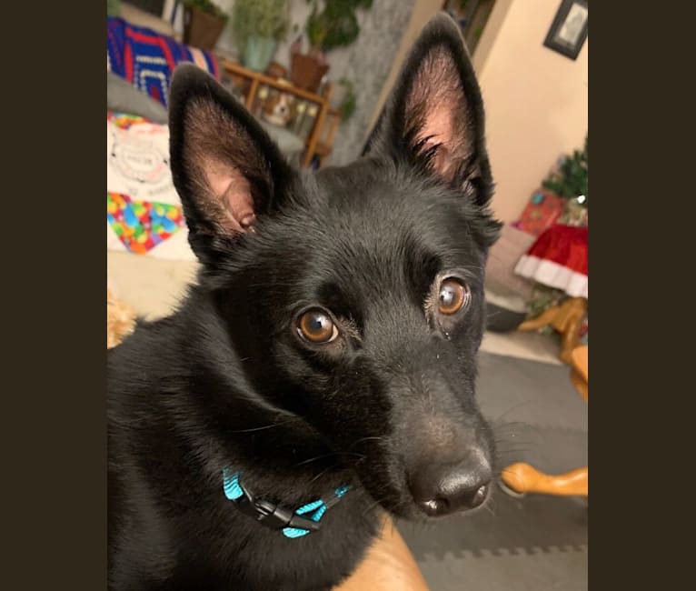 Jenny, a Schipperke tested with EmbarkVet.com