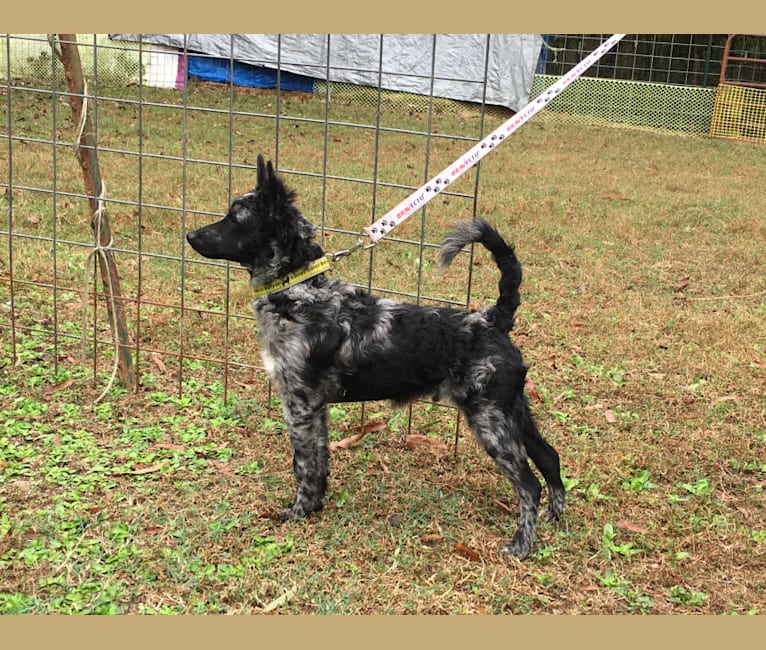 Embark Dog Dna Test Breed