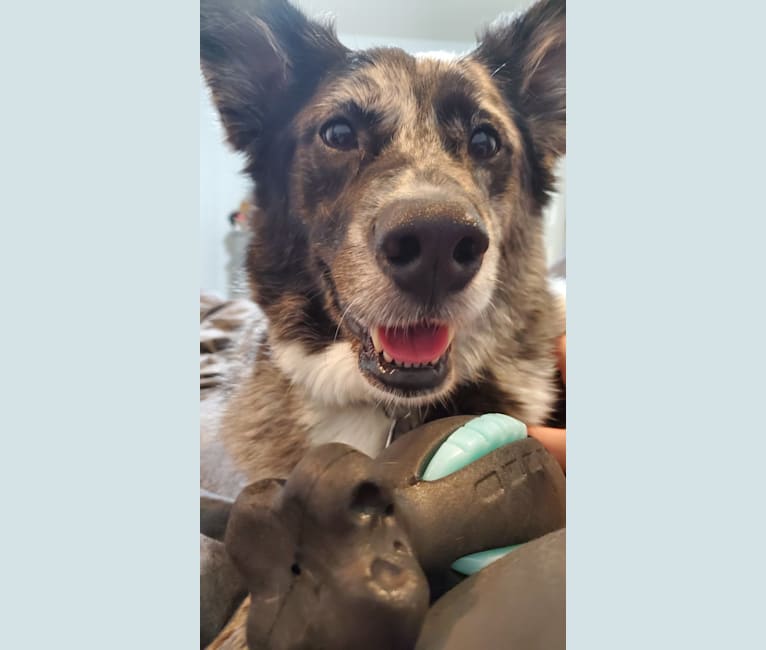 Mambo, an Australian Cattle Dog and German Shepherd Dog mix tested with EmbarkVet.com