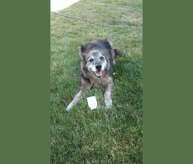 Embark Dog Dna Test Breed
