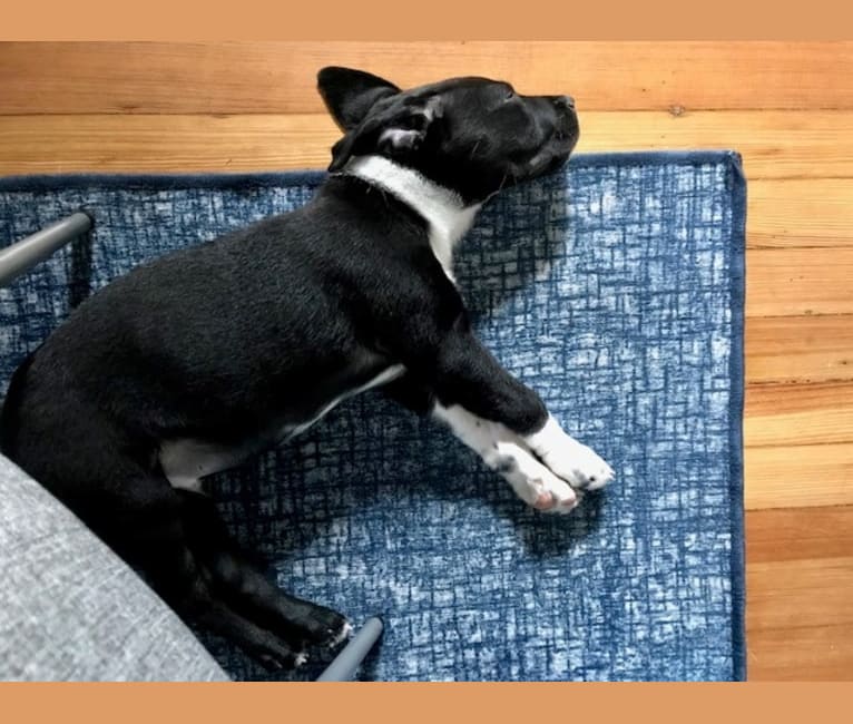 Ralph, an Australian Cattle Dog and American Pit Bull Terrier mix tested with EmbarkVet.com