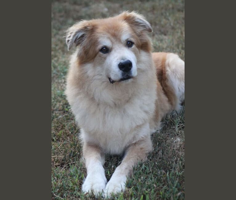 Misha, a Great Pyrenees and Australian Shepherd mix tested with EmbarkVet.com