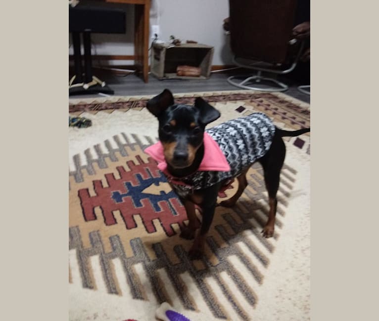 Photo of Scooby Dee, a Miniature Pinscher, Chihuahua, and Mixed mix in Athens, Illinois, USA