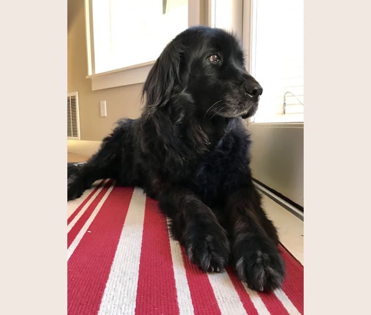 Ellie, a Golden Retriever and Tibetan Mastiff mix tested with EmbarkVet.com