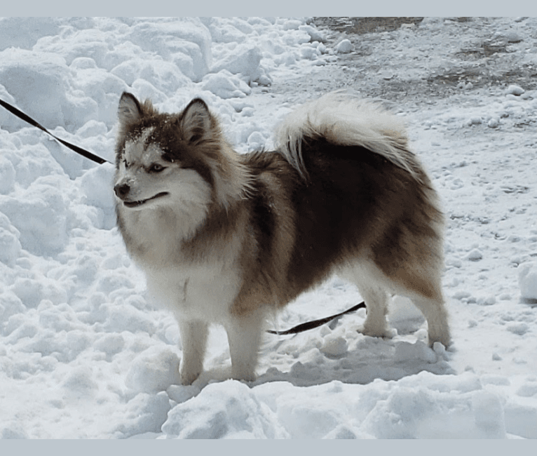 Pomeranian malamute 2024