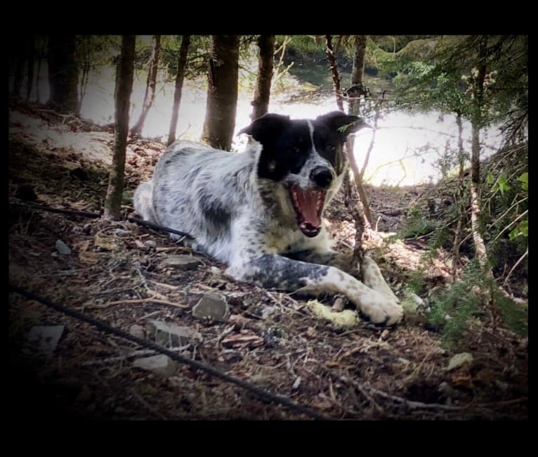 Ridge, a Border Collie and Australian Cattle Dog mix tested with EmbarkVet.com
