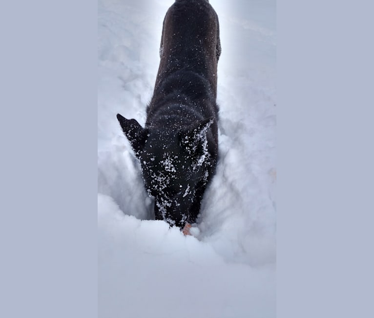 Bluie, a Labrador Retriever and Border Collie mix tested with EmbarkVet.com