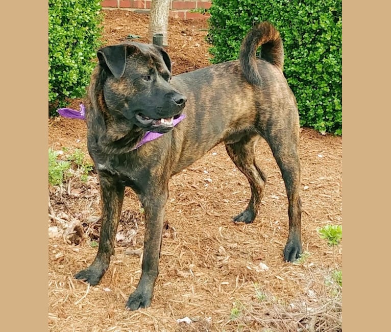 Whiskey Biscuit, a Chow Chow and Boxer mix tested with EmbarkVet.com