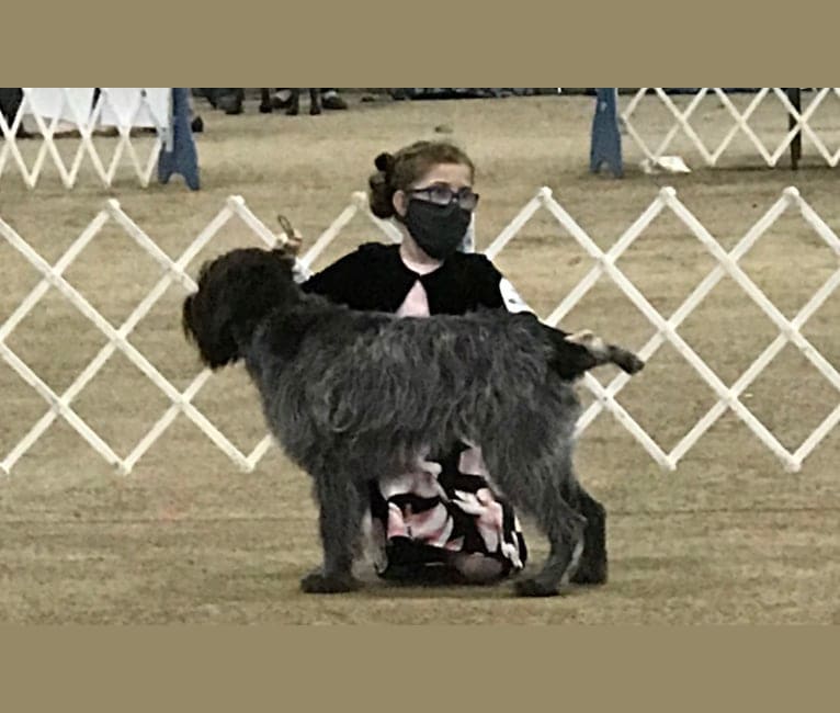 Rosie, a Wirehaired Pointing Griffon tested with EmbarkVet.com