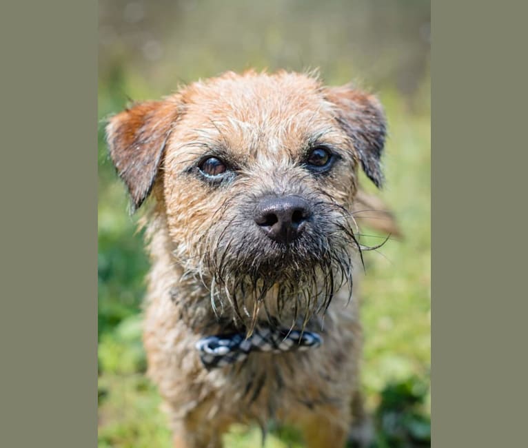 Standish's Autumn Blaze, a Border Terrier tested with EmbarkVet.com