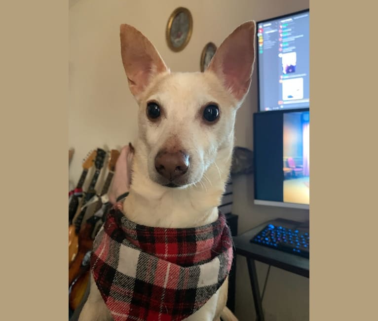 Basil, a Chihuahua and Miniature Pinscher mix tested with EmbarkVet.com