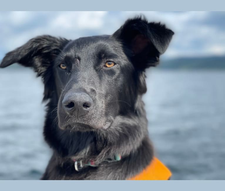 Indy, an Alaskan-type Husky and Golden Retriever mix tested with EmbarkVet.com