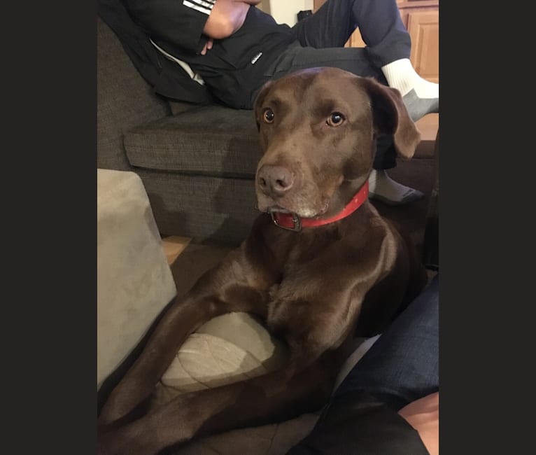 Chesapeake bay retriever pit mix top