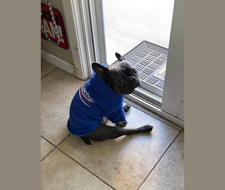 Blu, a French Bulldog tested with EmbarkVet.com