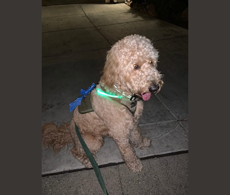 Ozzy, a Goldendoodle tested with EmbarkVet.com