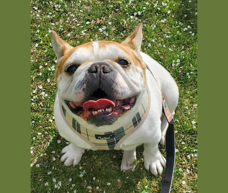 Diesel, a French Bulldog tested with EmbarkVet.com