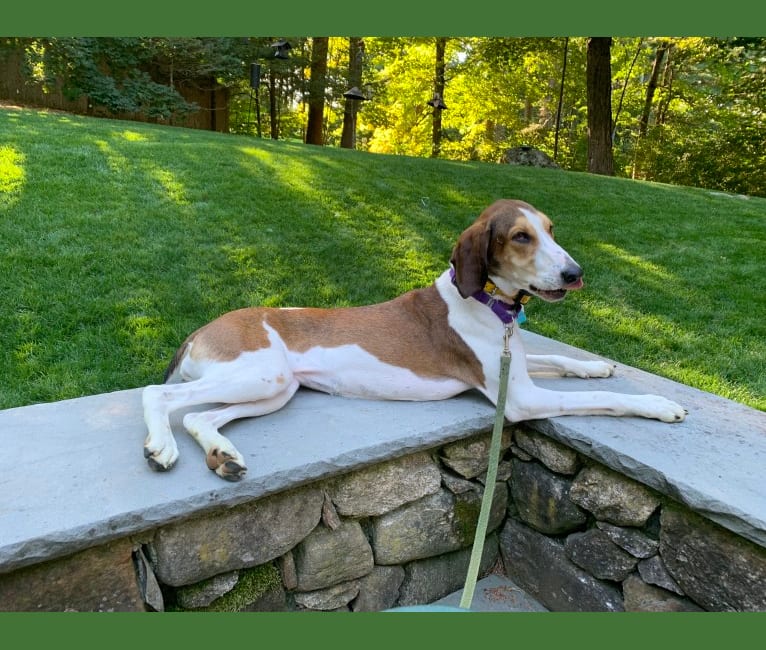 Photo of Zelley, a Treeing Walker Coonhound  in Sherborn, Massachusetts, USA