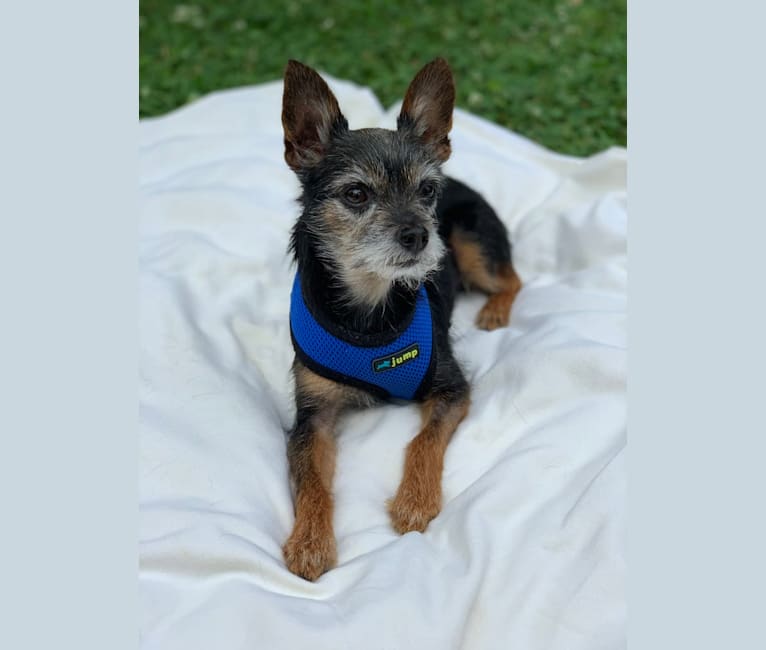 Embark Dog DNA Test - Breed