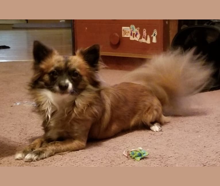 Milo, a Chihuahua and Pomeranian mix tested with EmbarkVet.com