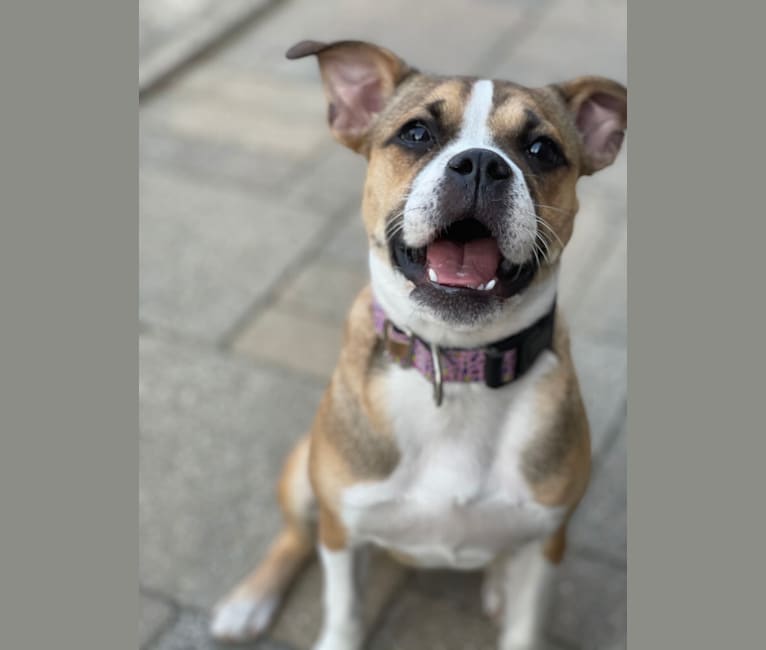 Lucy, a Boston Terrier and Bulldog mix tested with EmbarkVet.com