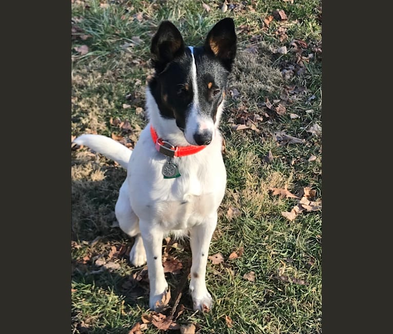 Photo of Daisy, an Australian Cattle Dog and Collie mix in Unknown
